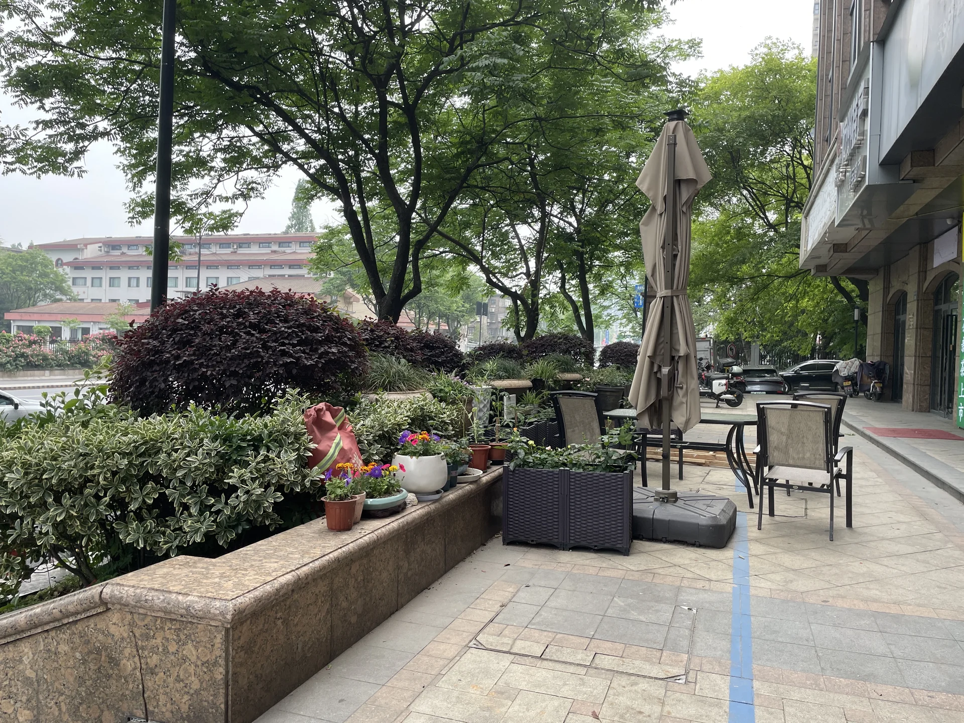 Purple Jade - Photo 8