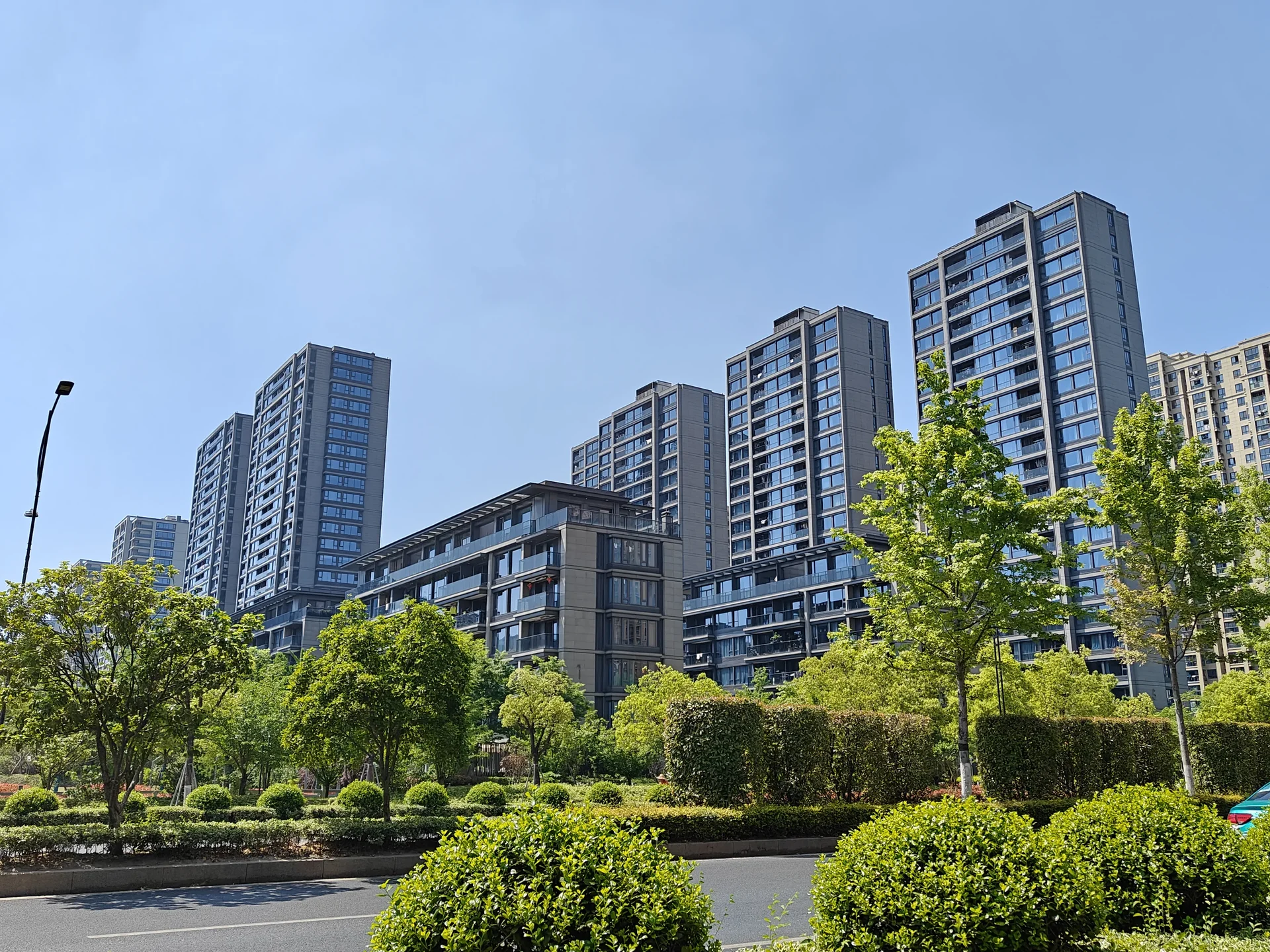 Osmanthus Jiangnan - Photo 2