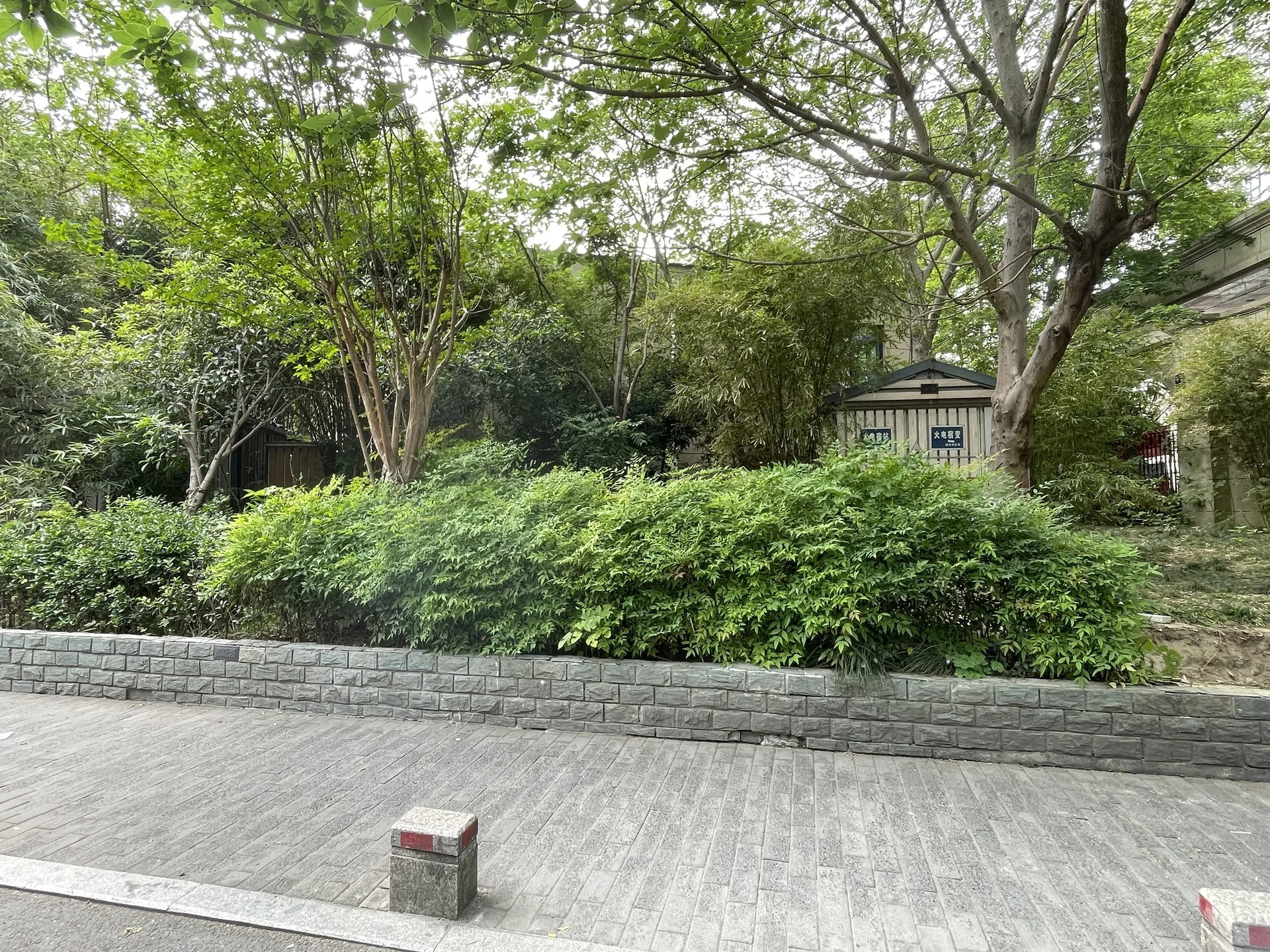 Purple Jade - Photo 7