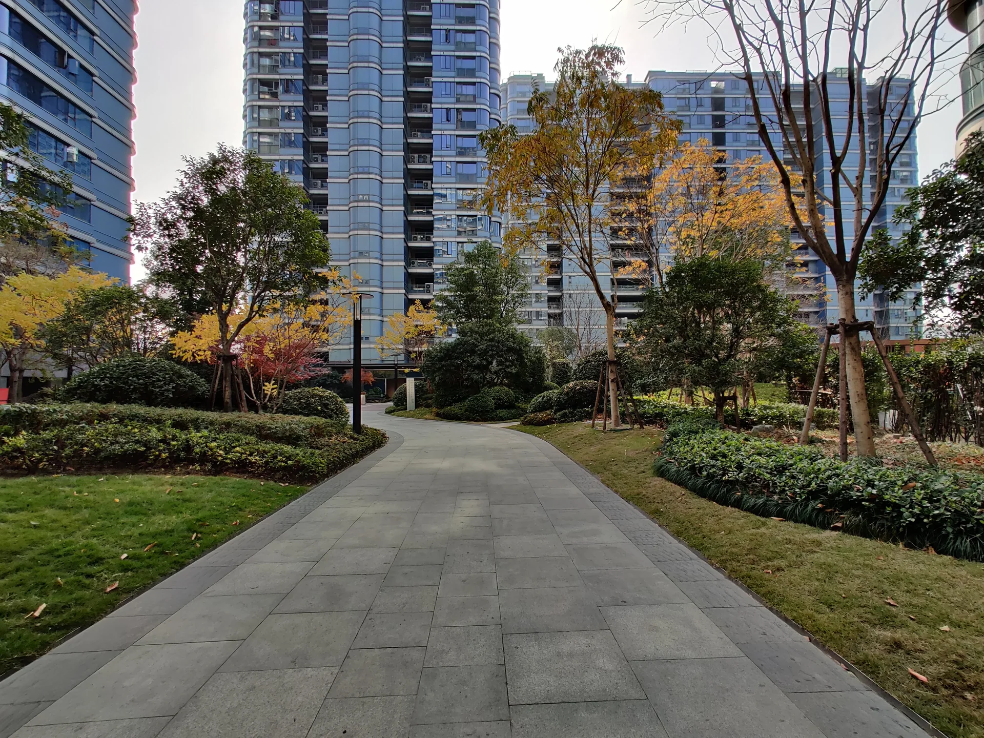 Blue Peacock - Photo 5