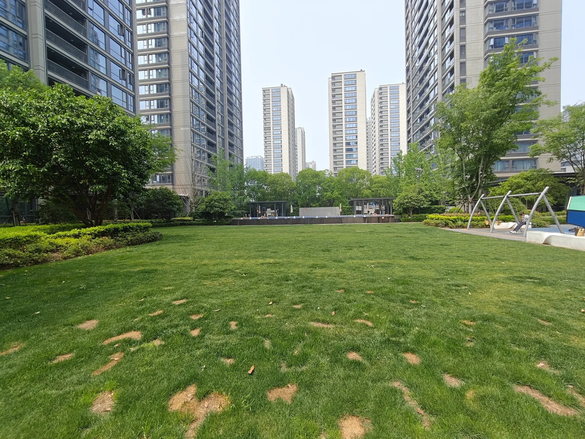 Osmanthus Jiangnan - Photo 5