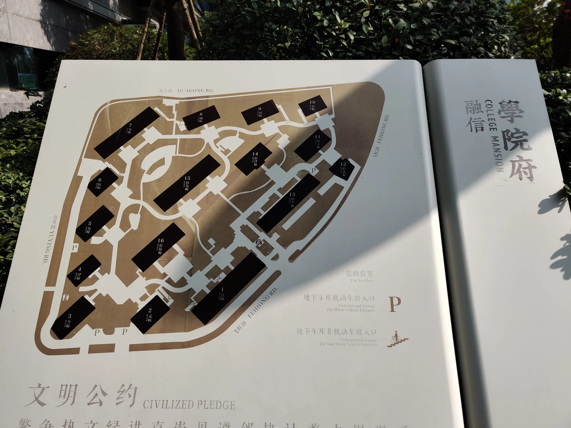 Blue Peacock - Photo 15