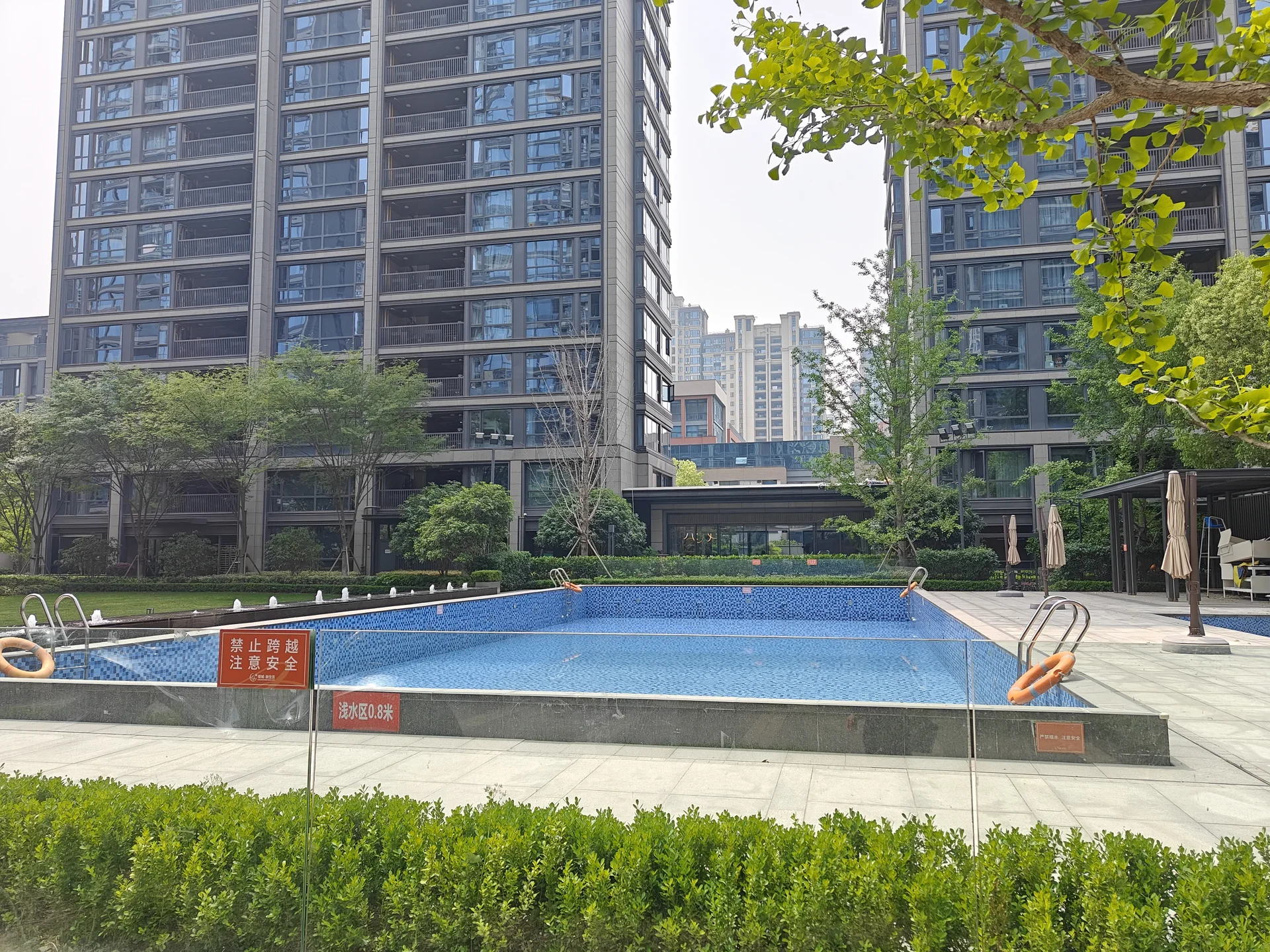 Osmanthus Jiangnan - Photo 3