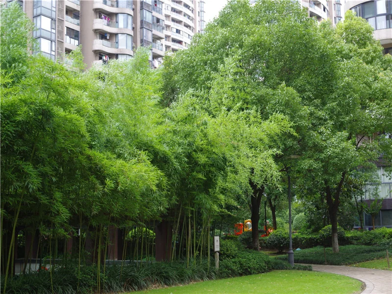 YJ Cultural Garden - Photo 33